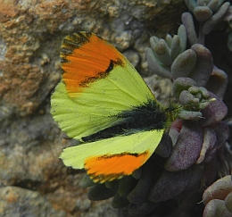 Provence Orange Tip - Anthocharis eupehnoides